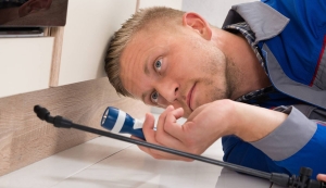 مكافحة النمل